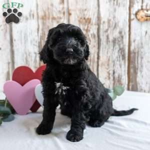 Holly, Mini Labradoodle Puppy